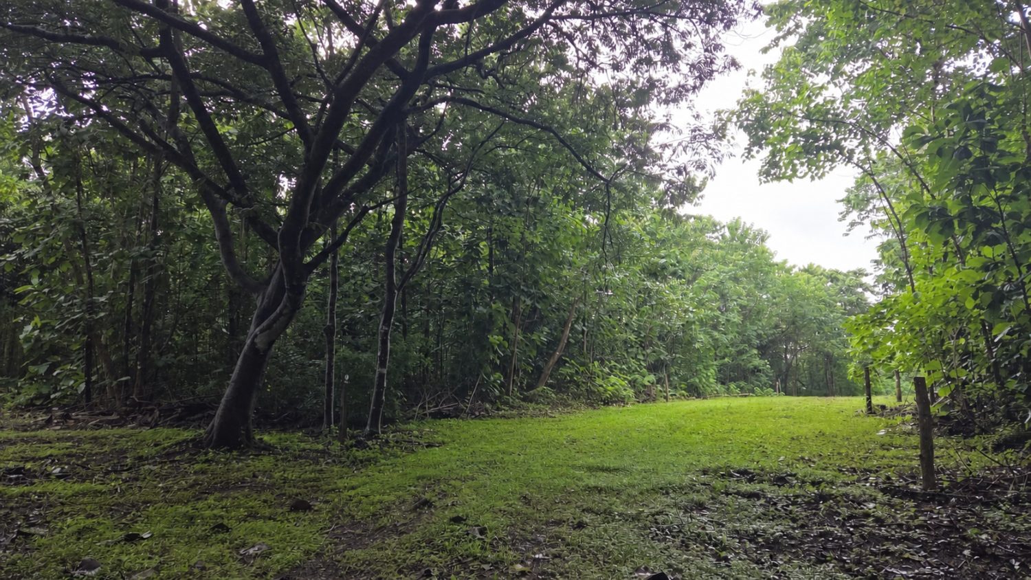 The protected tropical dry forest behind the property