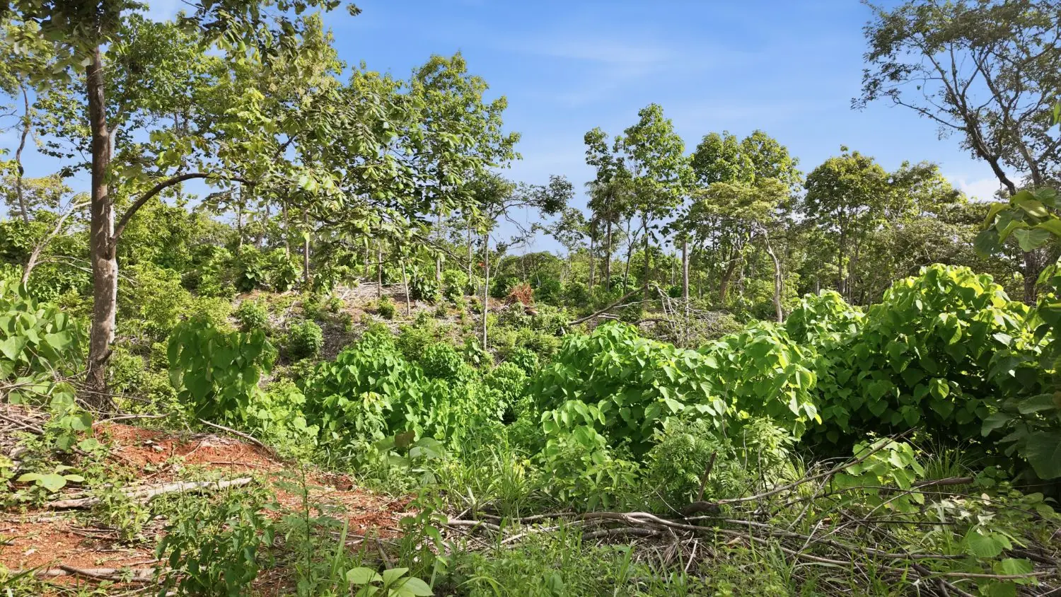 The forest edge along the property line