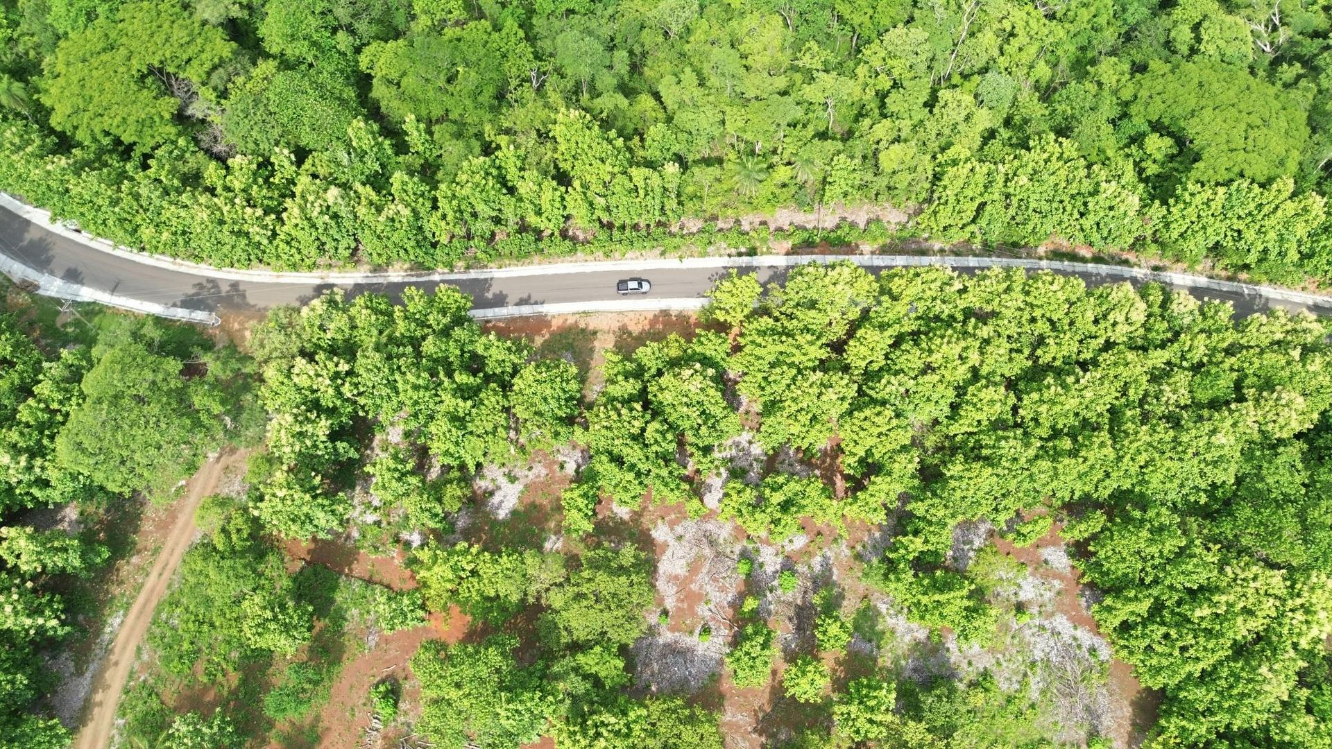 The road north through the forest toward the coast