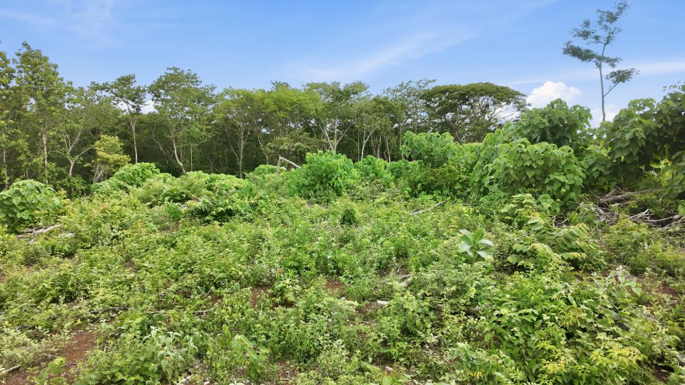 The village near the property
